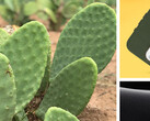 Kaktusy: teraz do ochrony smartfonów. (Źródło: Otterbox)
