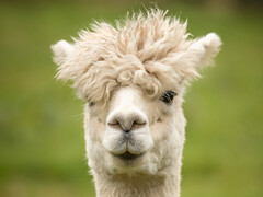 Przypomina lamę, podobnie jak ALPACA przypomina LLAMA (aparat pomiarowy Lyman-alfa). (Zdjęcie: pixabay/wagrati_photo)