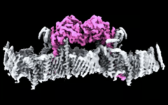 Białko PINK1 przyczepione do błony mitochondrium. (Źródło obrazu: WEHI)