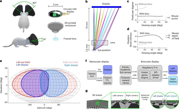 Myszy noszące zestaw słuchawkowy MouseGoggles mogą w nieskończoność przemierzać wirtualne światy, eliminując konieczność żmudnego budowania mysich labiryntów. (Źródło zdjęcia: M. Isaacson et al. via Nature Methods)